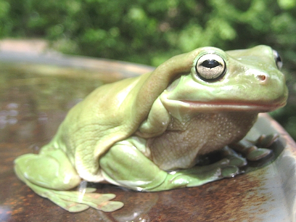 Papa Frog by Ky Wilms Papa Frog by Ky Wilms